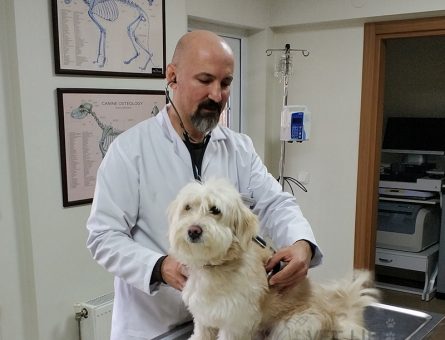 Çayyolu Pet Muayene